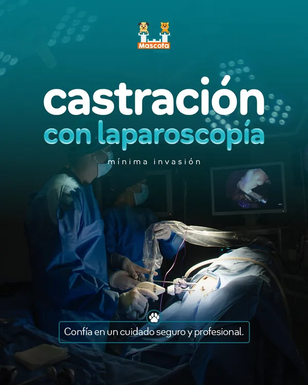 Castración con laparoscopía: mínima invasión