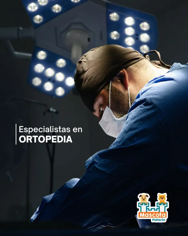 Especialistas en ortopedia veterinaria operando en quirófano