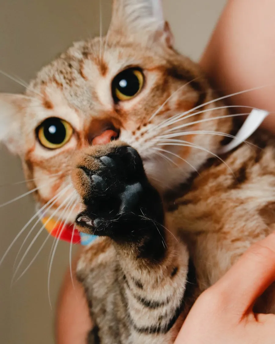 Gato atigrado que estira la pata hacia la cámara