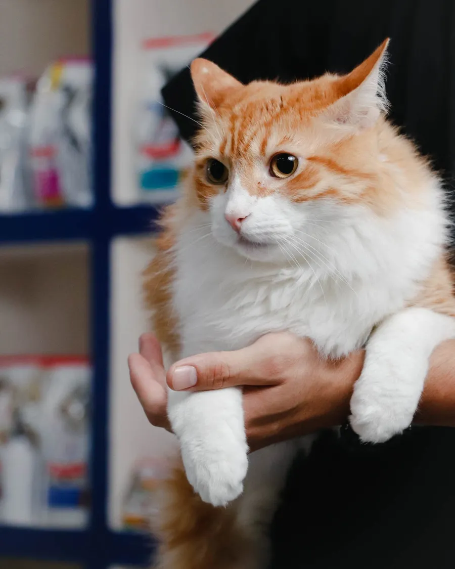 Gato blanco con naranja cargado con cuidado por un médico