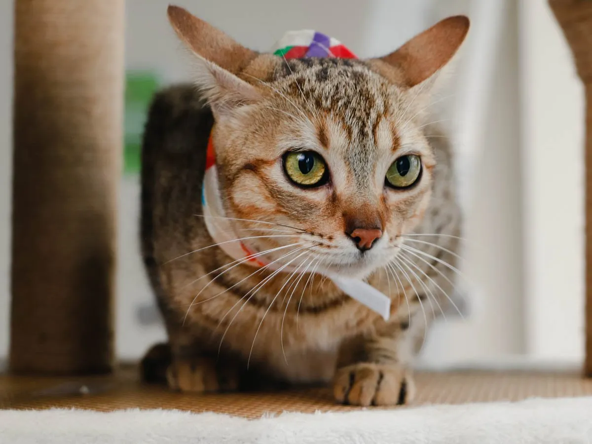 Gato atigrado de ojos verdes sobre un rascador