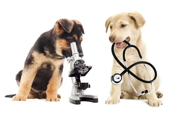 Laboratorio e imagen
